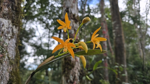 Cattleya neokautskyi, photograph 3