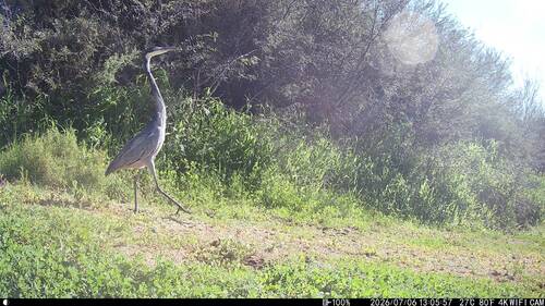 iNaturalist image