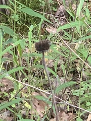 Gaillardia aestivalis