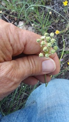 Allium fraseri