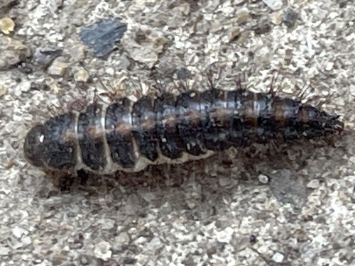Common Carrion Beetle