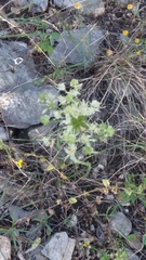 Allium fraseri