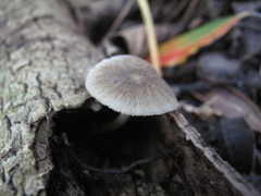 Pluteus minor