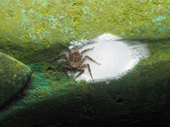 Siamspinops formosensis