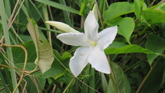 Mandevilla laxa