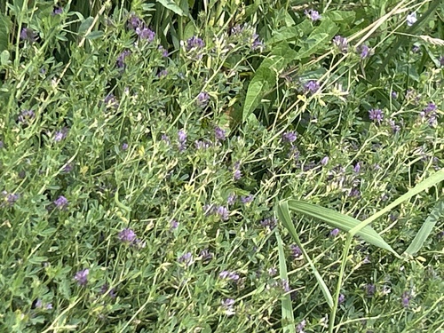 Alfalfa