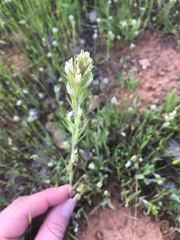 Castilleja attenuata