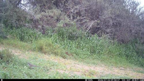 iNaturalist image