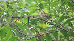 Mecocerculus hellmayri