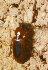 Stenolophus dissimilis