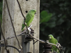 Graydidascalus brachyurus