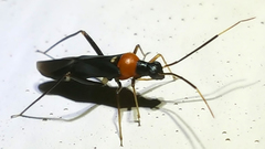 Pseudoxenetus regalis