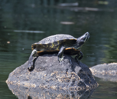 Trachemys scripta elegans image