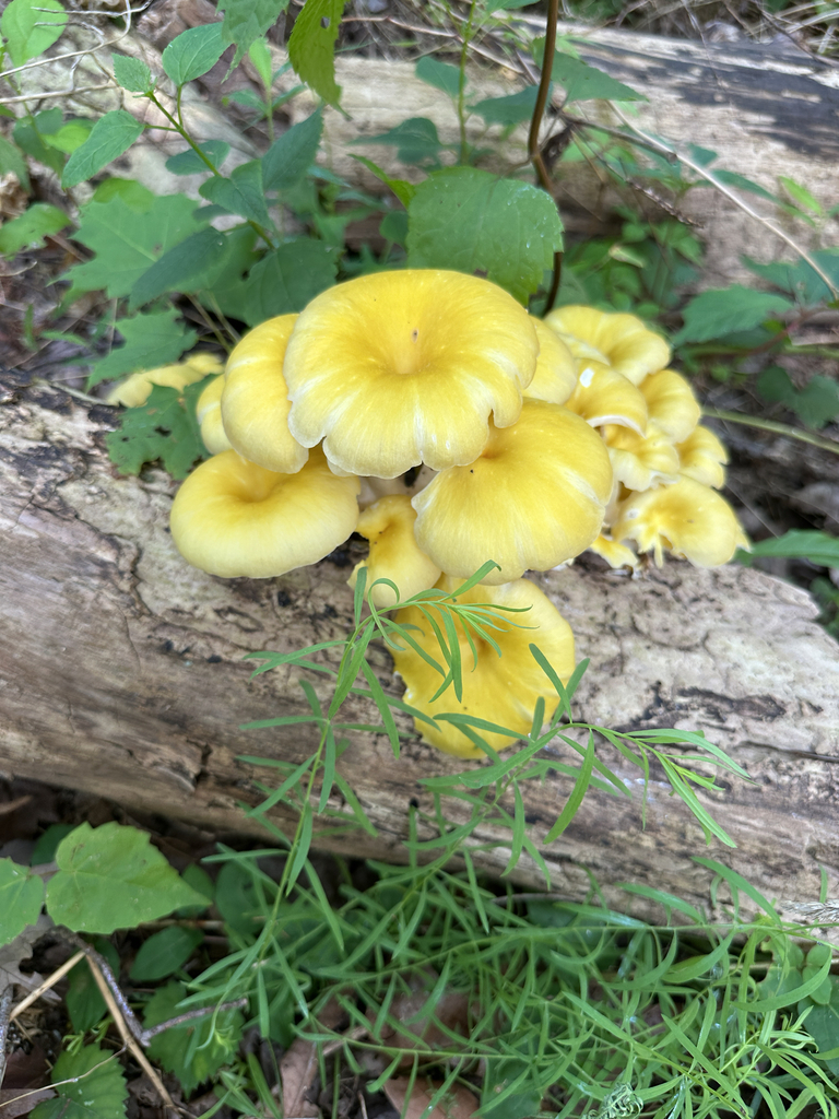 Golden Oyster Mushroom · July 2026 · photo: Photo: (c) JHummel, some rights reserved (CC BY) · iNaturalist