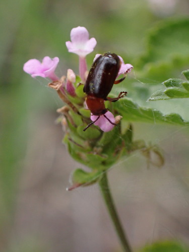 Orange Stout-horned Luperine