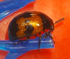 Diaperis nigronotata