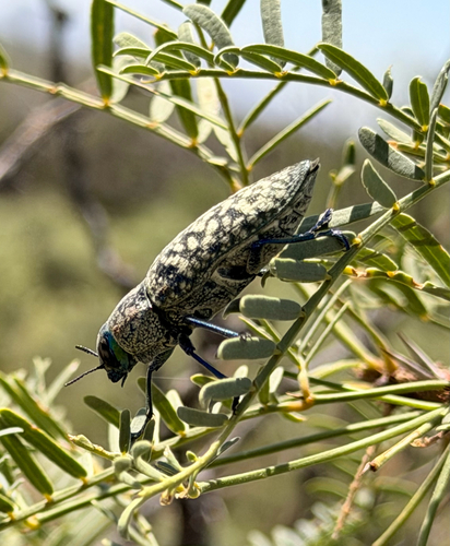 Lampetis drummondi