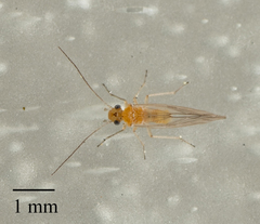 Cuneopalpus cyanops