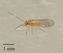 Cuneopalpus cyanops