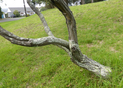Acacia cultriformis