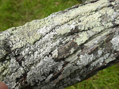 Acacia cultriformis
