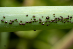 Neotoxoptera formosana