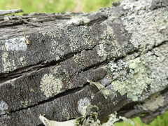 Acacia cultriformis