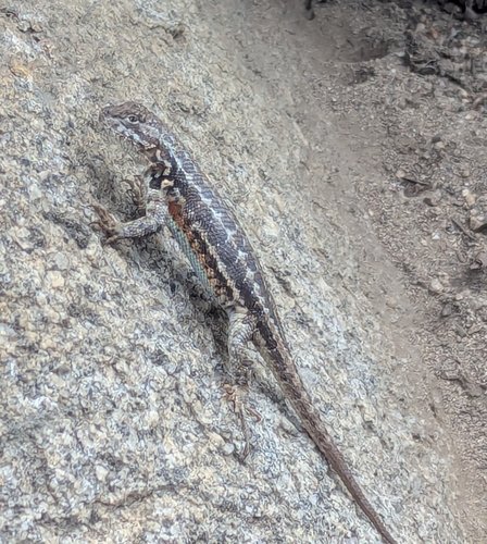 iNaturalist observation photo of Common Sagebrush Lizard