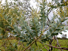 Acacia cultriformis