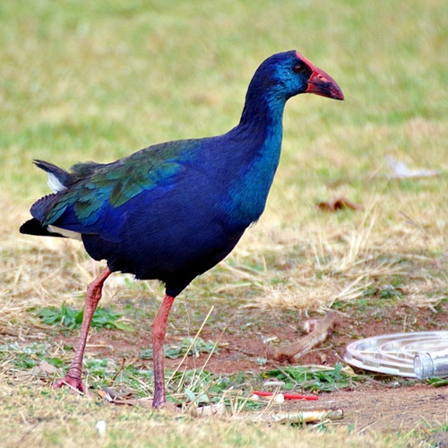 iNaturalist image