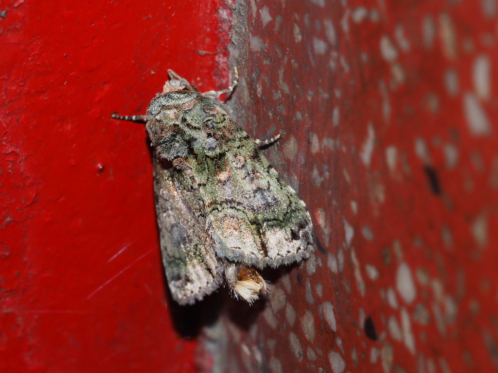 Aedia perdicipennis