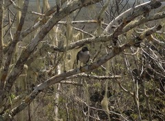 Mimus parvulus parvulus