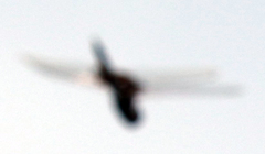 Tramea lacerata