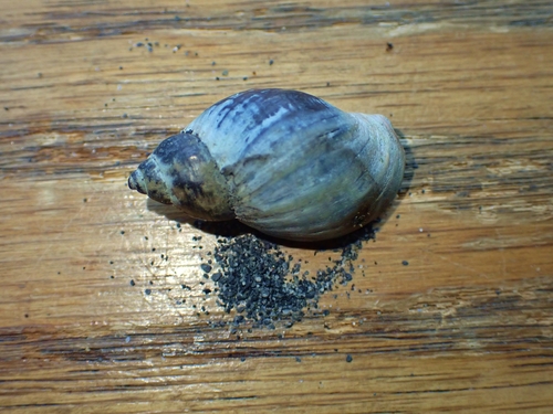 Buccinum baerii observed 2026-07-22