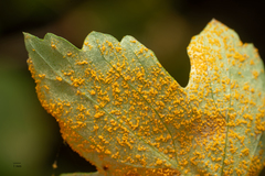 Cronartium ribicola