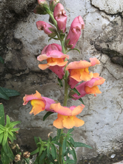 Antirrhinum majus