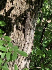 Sceloporus olivaceus