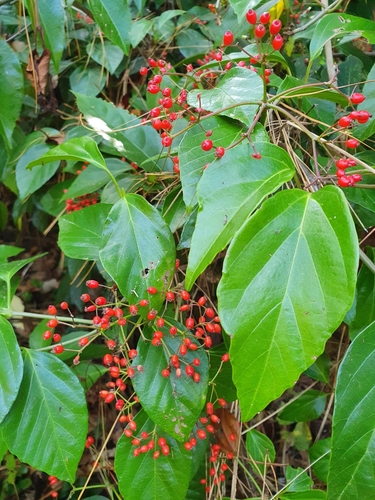 Image of Viburnum japonicum by (c) Kate McAlpine, some rights reserved (CC BY)