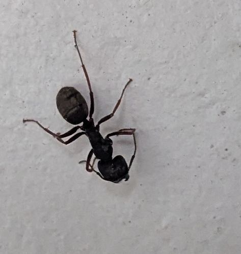 iNaturalist observation photo of Carpenter Ants, Typical Sugar Ants and Allies