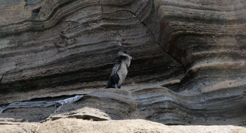 Flightless cormorant perched against a layered rock cliff