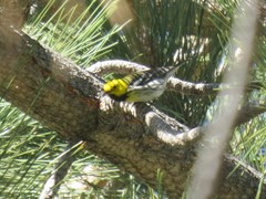 Setophaga townsendi × occidentalis