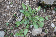 Lapsana communis intermedia
