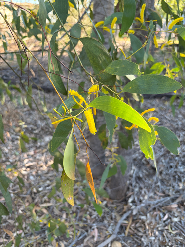 Acacia difficilis, 2026-07-22