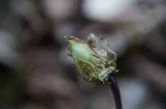 Viola suavis