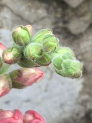 Antirrhinum majus