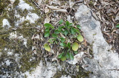 Viola suavis