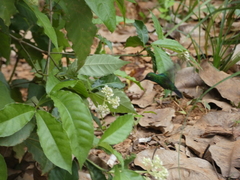 Chlorostilbon assimilis