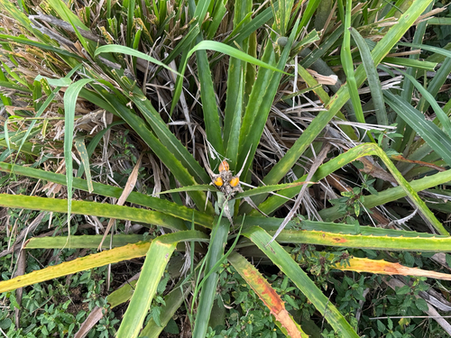 Bromelia balansae, photograph 5