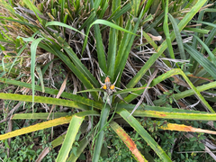 Bromelia balansae, photograph (c) topeuna, some rights reserved (CC BY)
