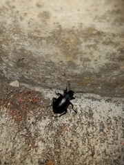 Coleoptera
